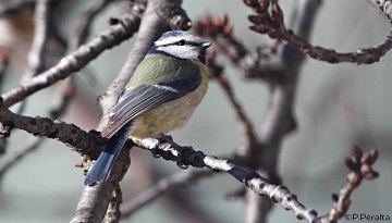 Présence de Mésanges bleues sur le site d’opposition à l’A69 de la Crém’arbre dans le Tarn